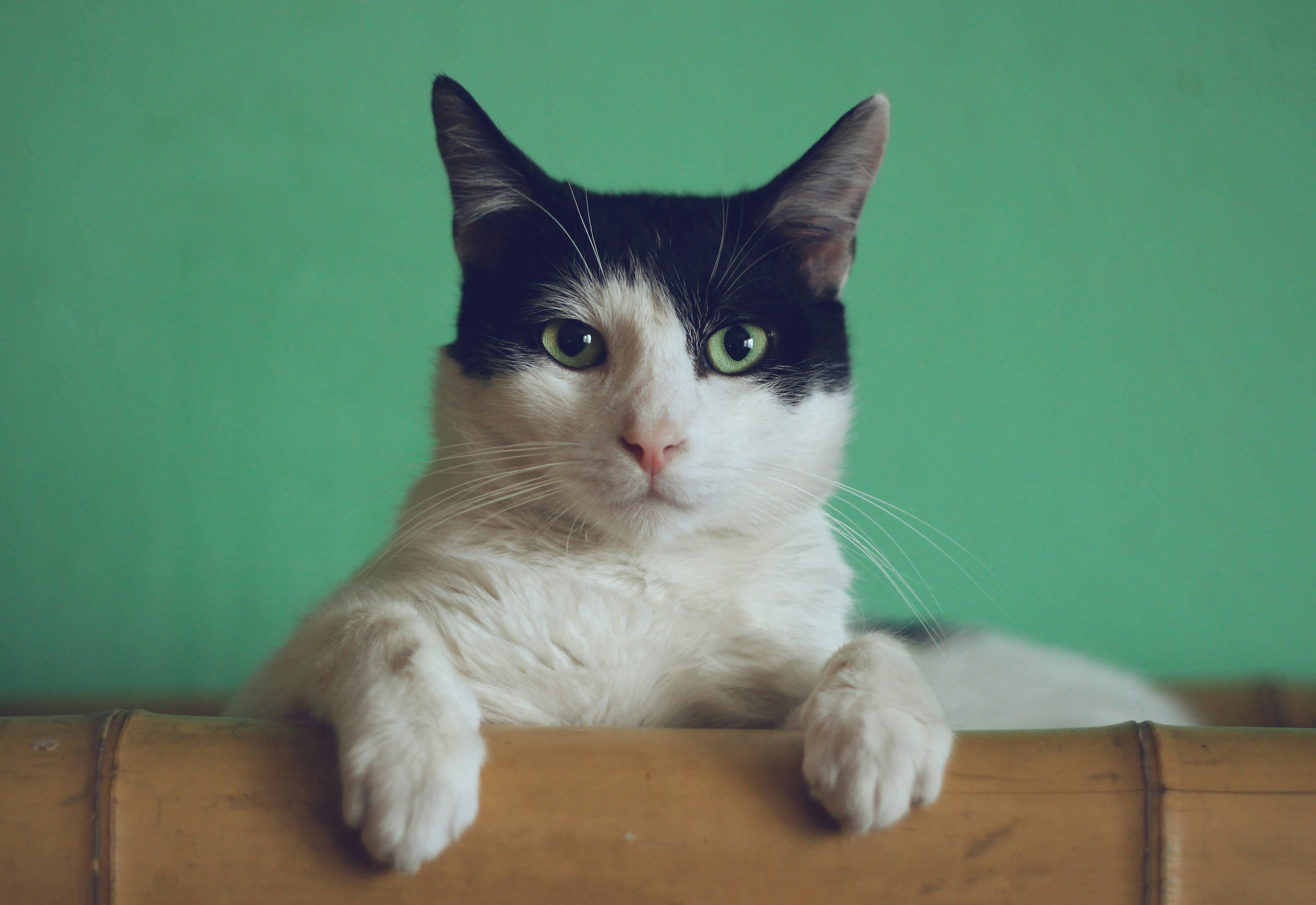 De Beste Kattenvoeding van 2024